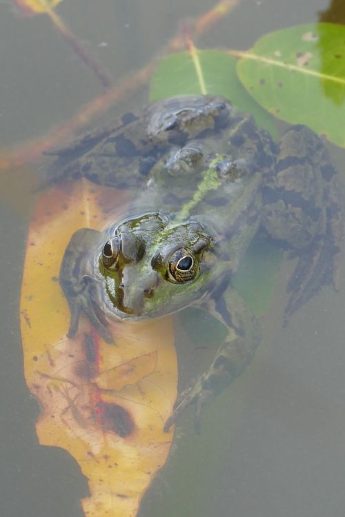 frog pond water