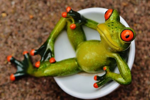 frog funny cute
