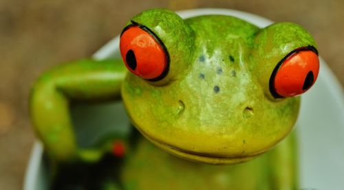 frog funny closeup eyes