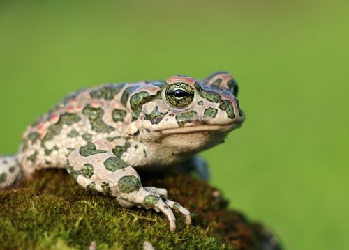 frog toad moss