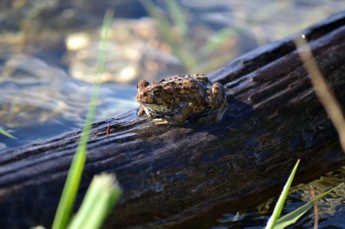 frog log water
