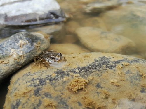 frog fauna nature