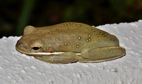 frog tree frog american green tree frog