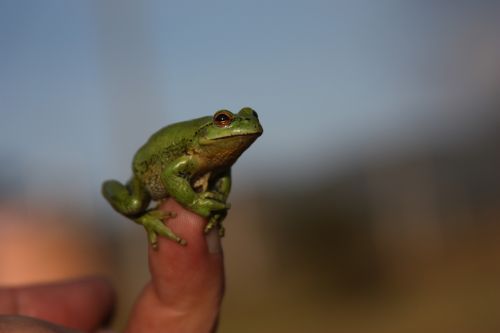 frog green wild