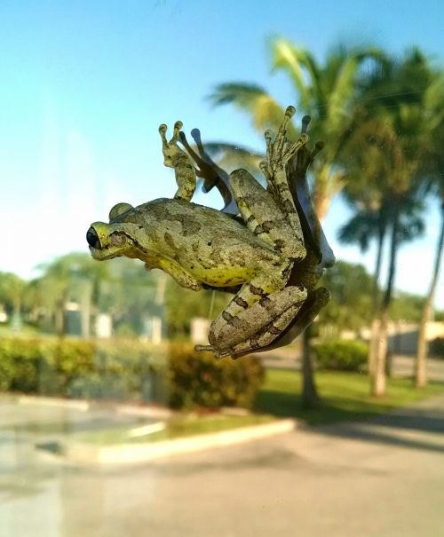 frog amphibian frog on window