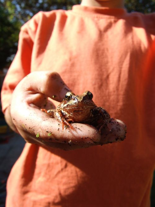 frog toad child