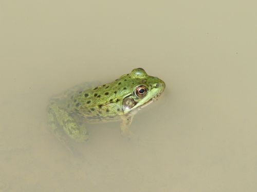 frog marsh mare