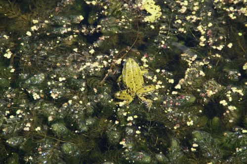 frog frog pond green
