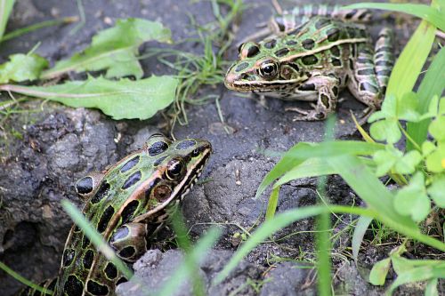 frog toad frogs