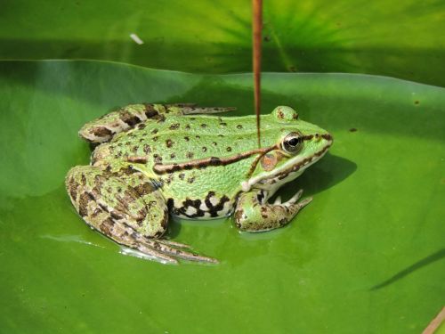 frog pond green frog