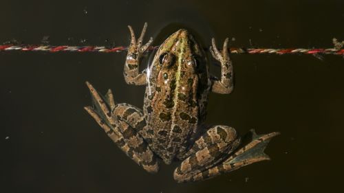 frog animal toads