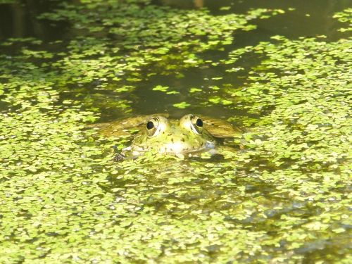 frog amphibians green