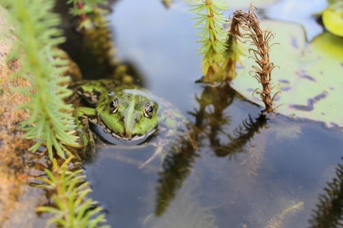 frog pond animal