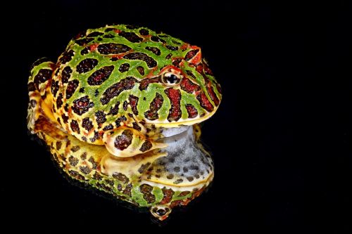 frog macro close-up
