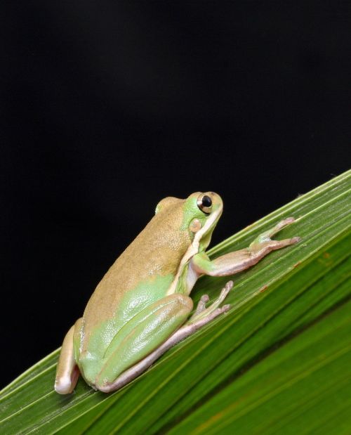 frog close-up macro