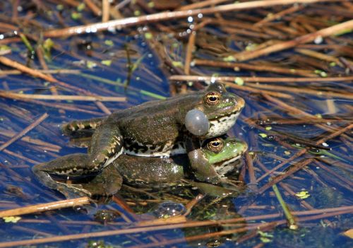 frog frogs mating
