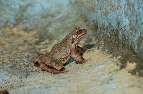frog brown animal