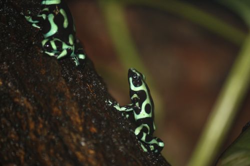 frog green dendrobate