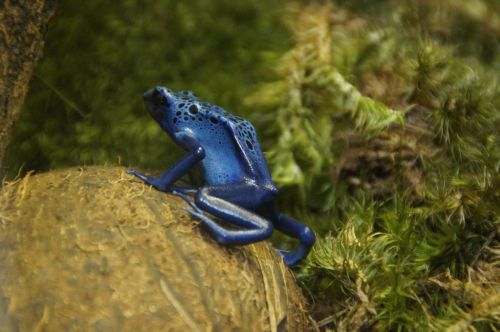 frog poison frog blue