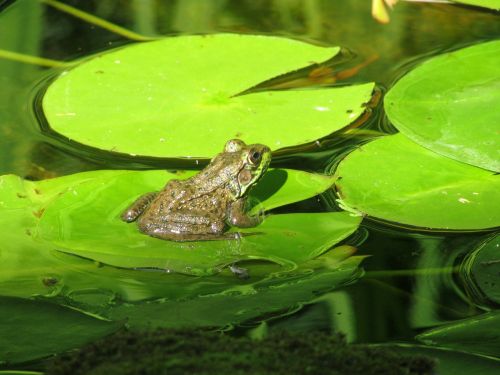 frog pond amphibian