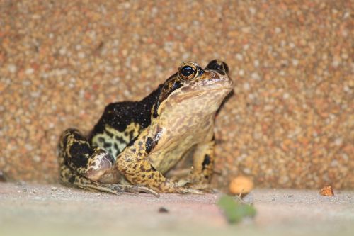 frog toad black