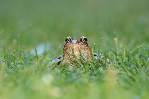 frog toad meadow