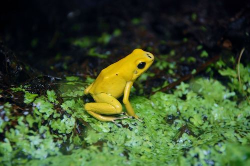 frog amphibian yellow