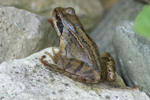 frog nature amphibians
