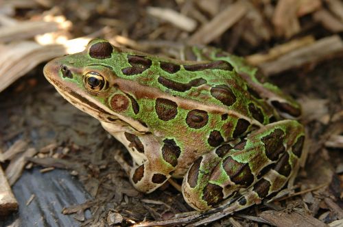 frog gerardo amphibian