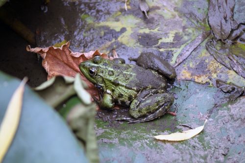 frog nature animal