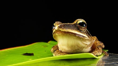 frog golden eyes macro