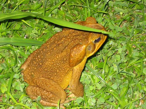 frog night amphibian