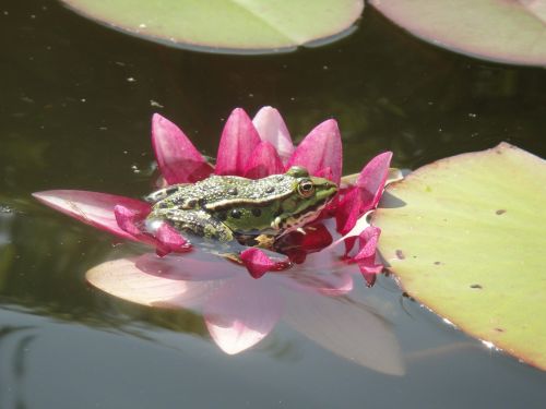 frog amphibian pond
