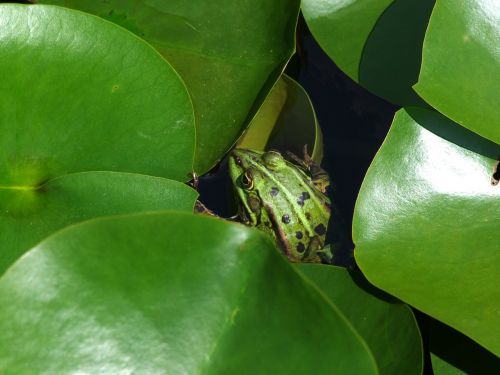 frog frogs amphibians