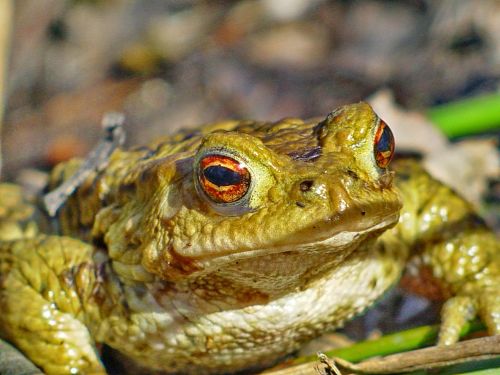 frog toad amphibians