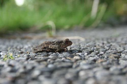 frog amphibian toad