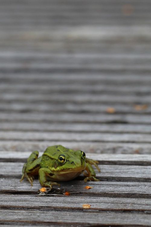 frog autumn animal