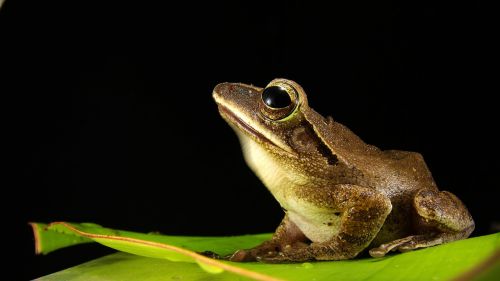 frog golden eyes close