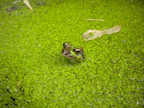 frog nature pond