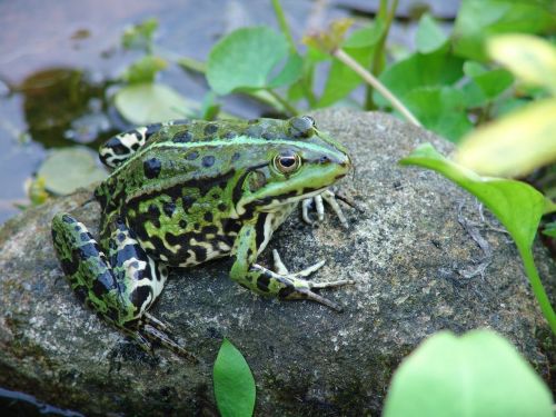 frog pond animals