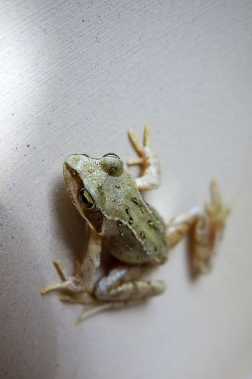 frog animal sandstone
