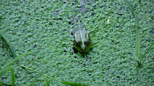 frog green pond