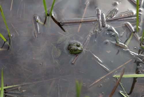 frog nature summer