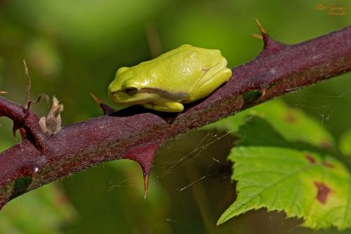 frog nature mini