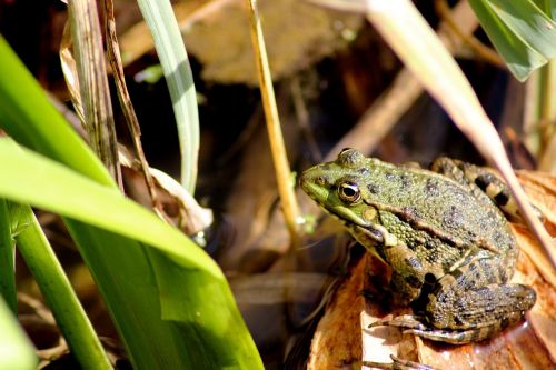 frog animal pond