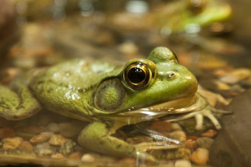 frog green nature