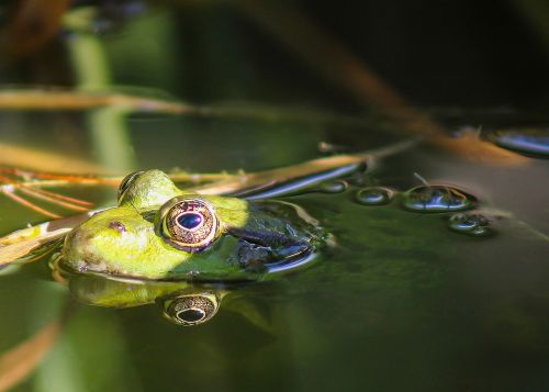 frog animal water