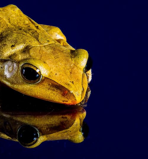 frog close mirror image