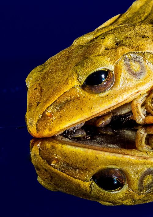 frog close mirror image