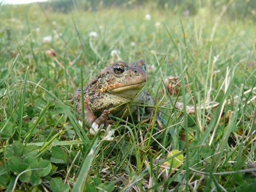 frog wildlife amphibian